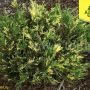 Можжевельник горизонтальный Ауреовариегата (Juniperus horizontalis Aureovariegata)
